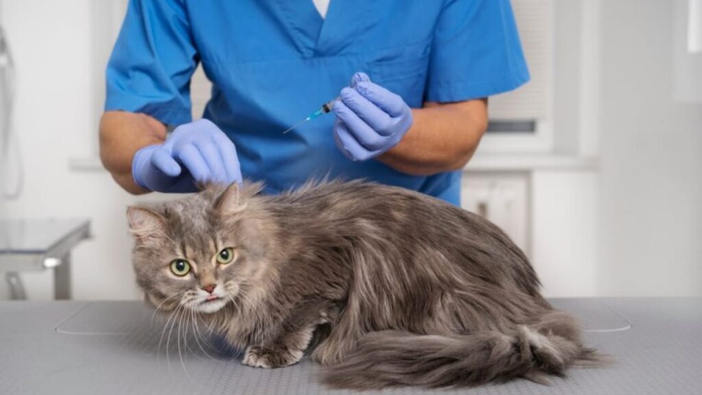Non Prescription Antibiotics for Cats