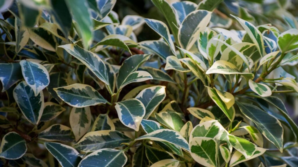 Are Rubber Plants Toxic to Cats?