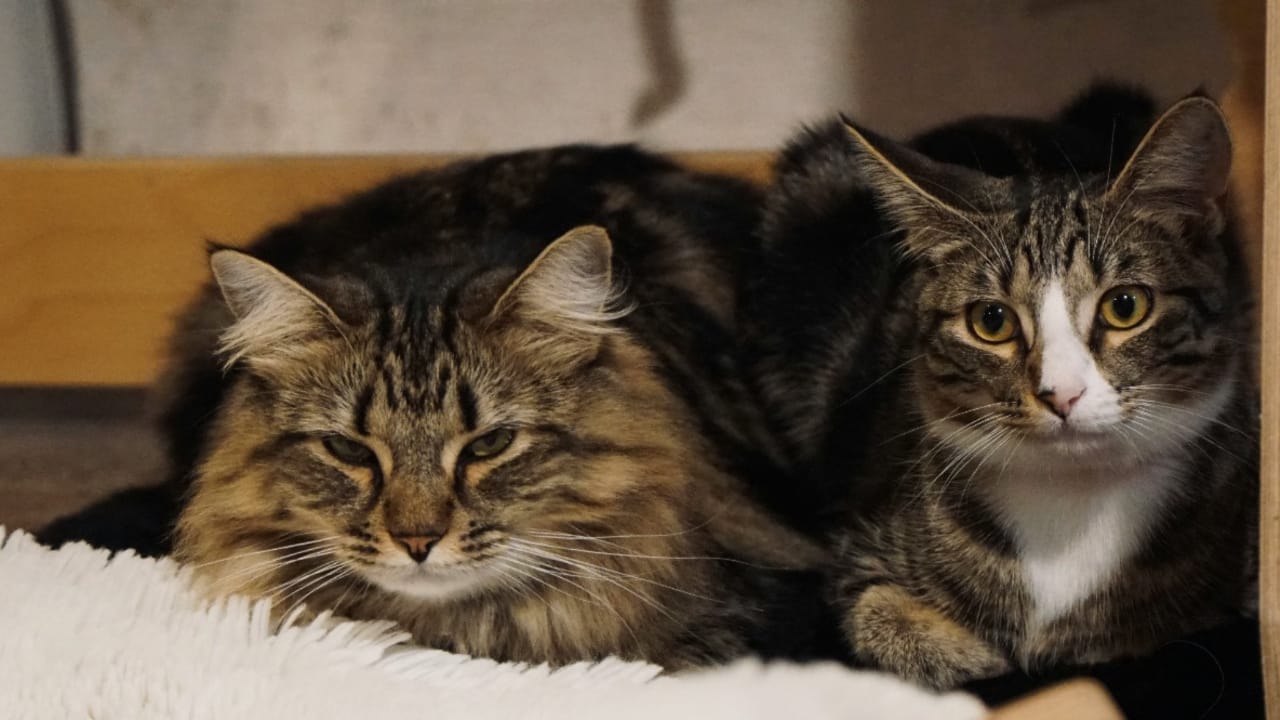 Male vs Female Cats