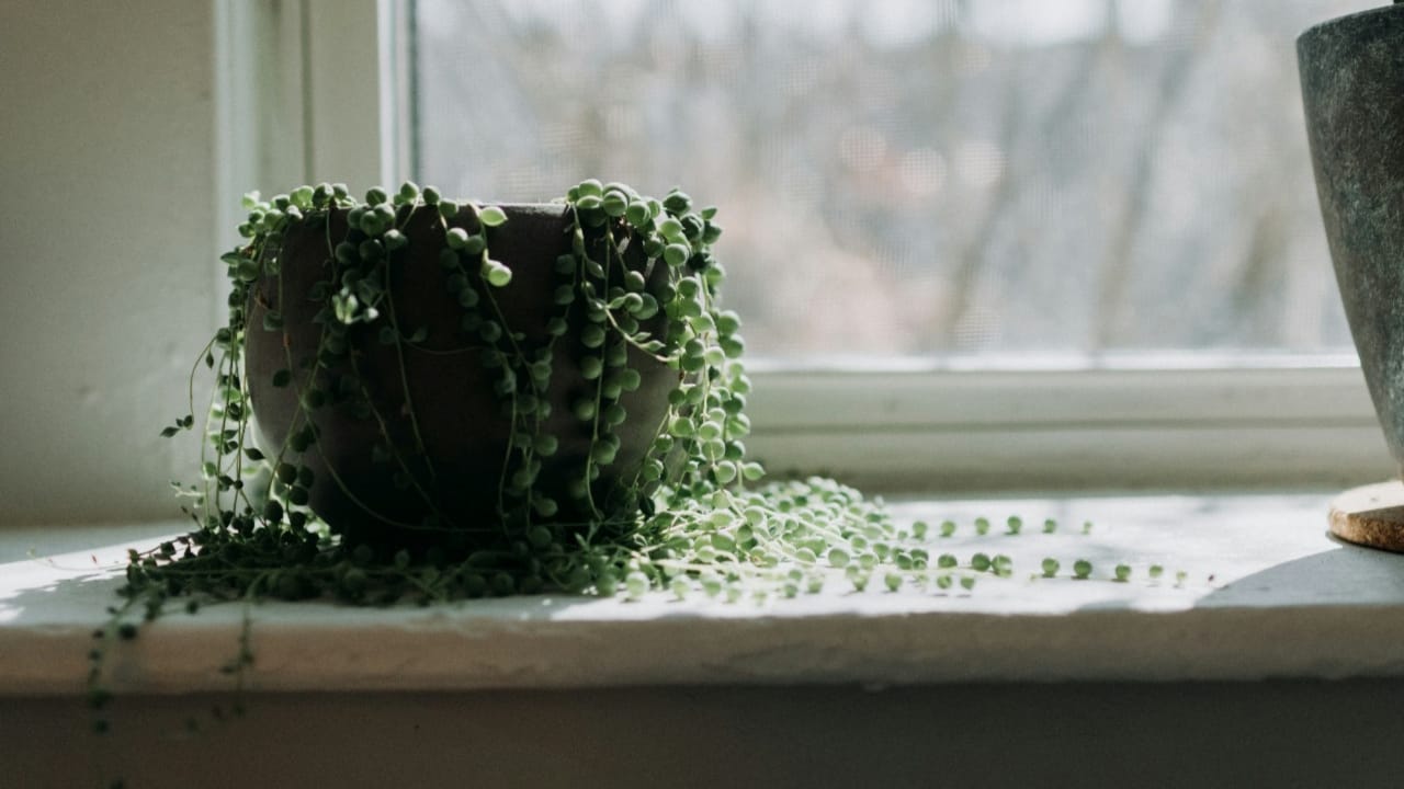 Is String of Pearls Toxic to Cats?