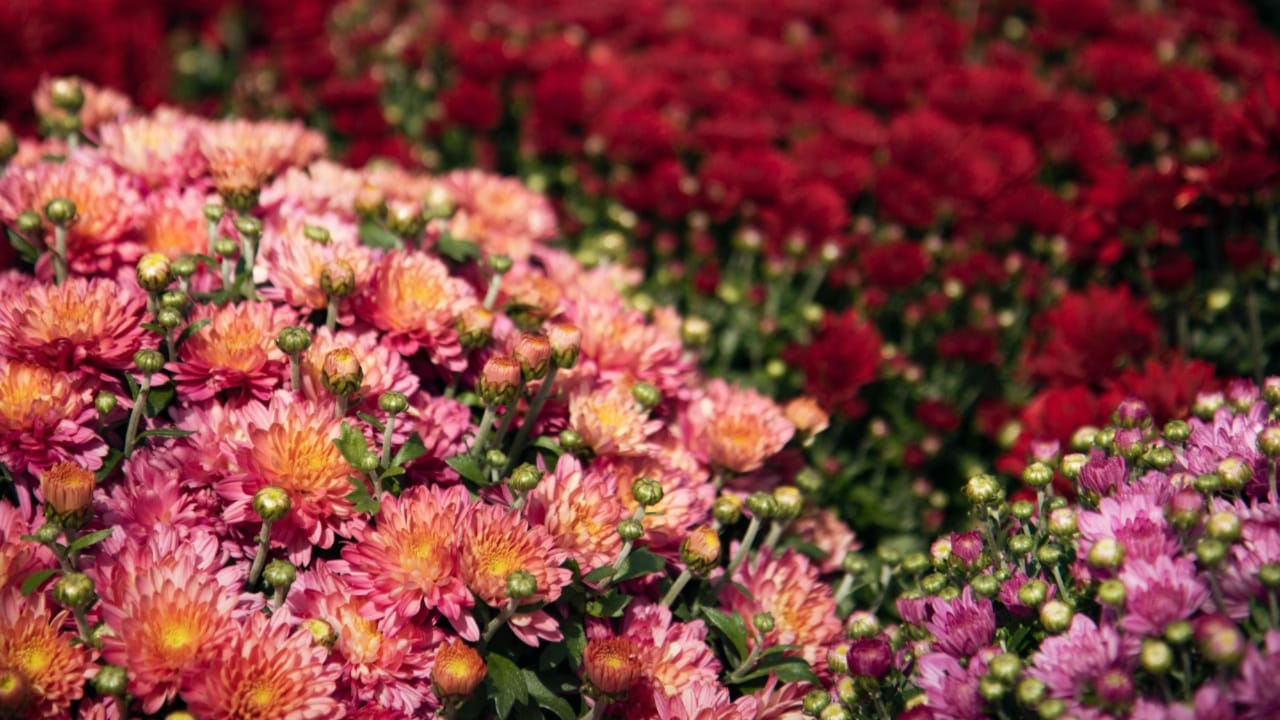 Are Mums Poisonous to Cats?