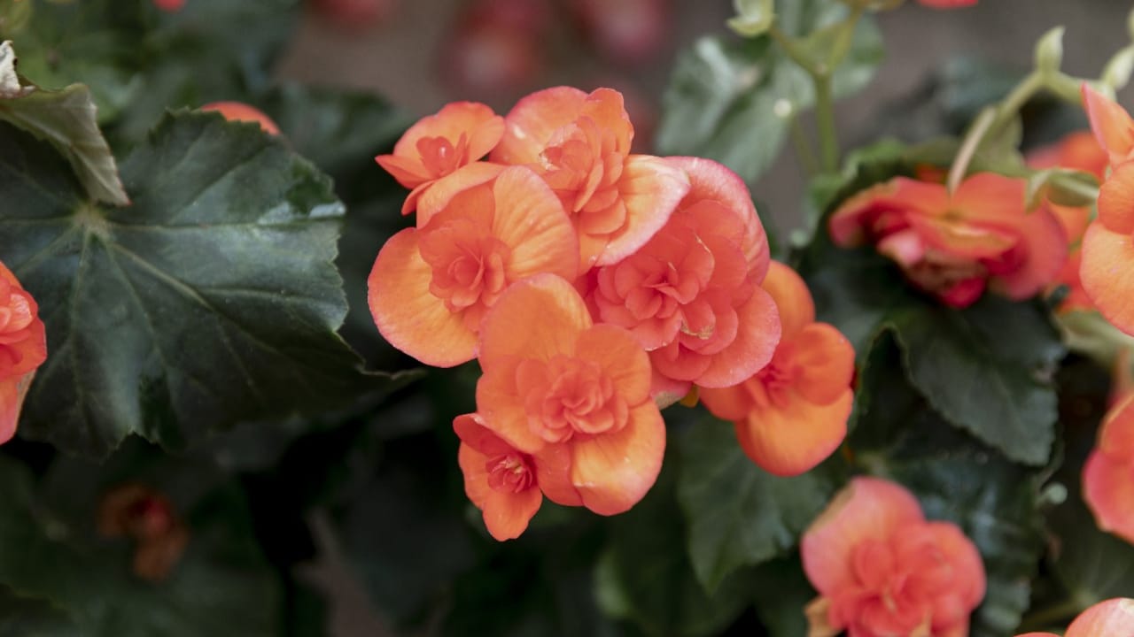 Are Begonias Poisonous to Cats?